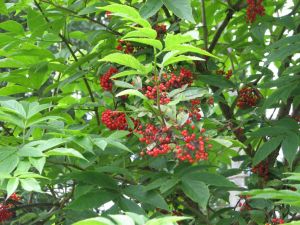 Бузина красная(Sambucus racemosa);